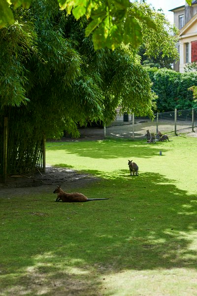 Jardin des plantes [Paris] Aug 2021 #12