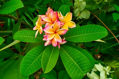 Xishuangbanna Manting Park 2025 #14