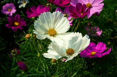 Zhongshan Parks 202601 #55