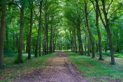 Park of Versailles [July 2021] #11