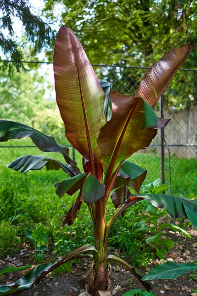 Jardin des plantes [Paris] Aug 2021 #11