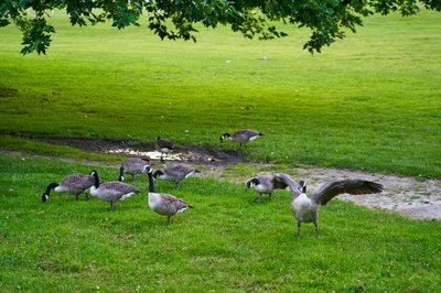 Photo from gallery Canada Geese Family Part 3 [July 2021] taken on 2021-07-22 20:46:46 at Yvelines by DrJLT