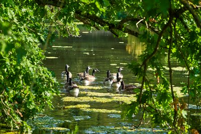 Canada Geese Aug 2021 #25