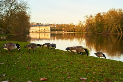 Photo from gallery Rambouillet [Nov 2021] taken on 2021-11-18 16:39:59 at Rambouillet by DrJLT