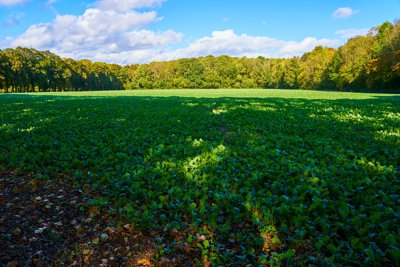 Park of Versailles, Autumn 2020 #16