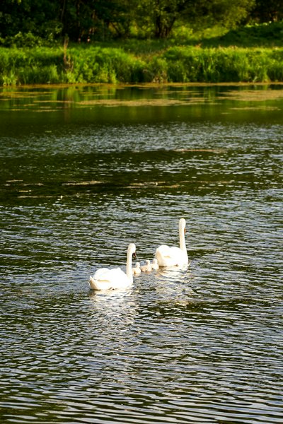 Photo from gallery Mute Swan Family 2 [June-July 2021] taken on 2021-06-18 19:51:15 at Yvelines by DrJLT