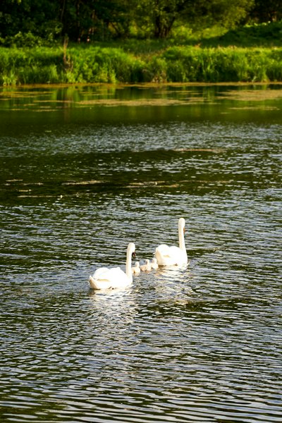 Mute Swan Family 2 [June-July 2021] #14