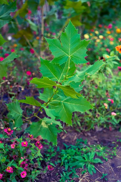 My Plants 2025 H2 #6