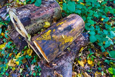 Cover for post Nature Photos from the Park of Versailles, Autumn 2020