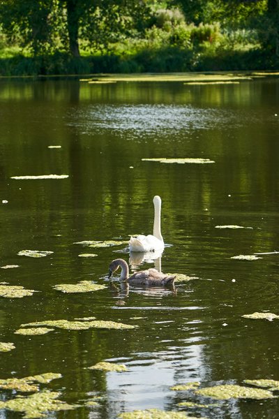 Photo from gallery Mute Swan Family 2 [Aug 2021] taken on 2021-08-20 17:52:52 at Yvelines by DrJLT