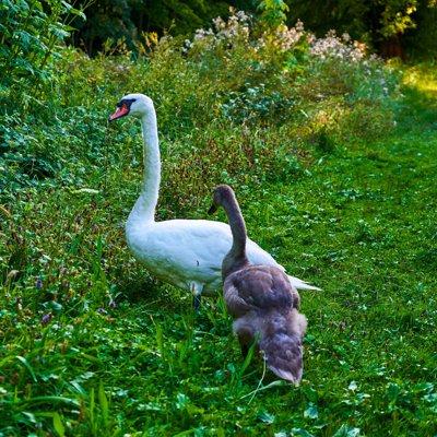 Photo from gallery HEC Park (Swans, Geese, Lake), Summer 201908 taken on 2019:08:11 19:52:20 at Jouy-en-Josas by DrJLT
