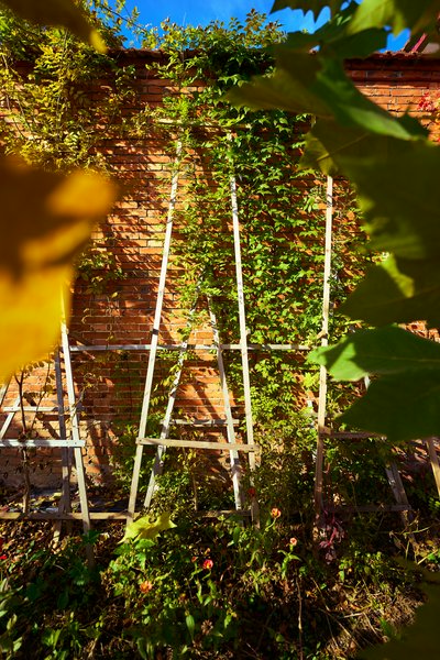 My Plants 2025 H2 #23