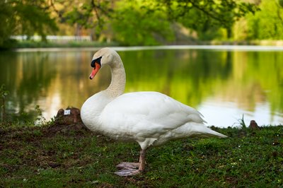 Mute Swan Family 2 [May 2021] #4