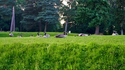 Photo from gallery Canada Geese Family Part 3 [July 2021] taken on 2021-07-16 21:01:05 at Yvelines by DrJLT