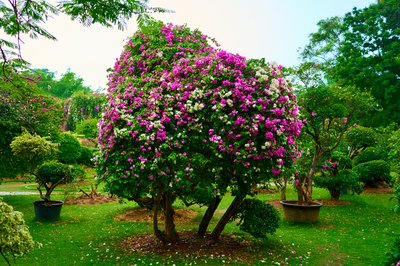 Xishuangbanna Misc 2025 #38
