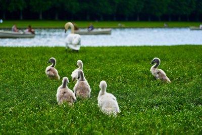 Photo from gallery Swans (New-Born Cygnets) @ Versailles, Spring 201905 taken on 2019:05:24 16:56:40 at Versailles by DrJLT