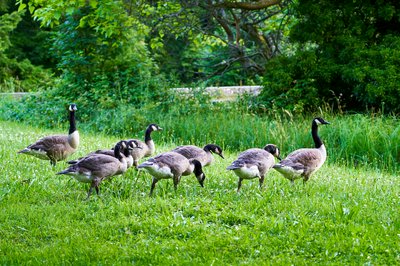 Canada Geese Family Part 2 [June 2021] #29