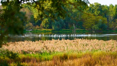 Muides-sur-Loire, Sept 2020 #2