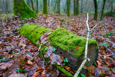 Senonches Forest [Nov 2021] #6