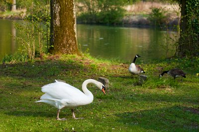 Mute Swan Family 2 [May 2021] #2