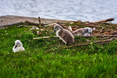 Photo from gallery Swans (New-Born Cygnets) @ Versailles, Spring 201905 taken on 2019:05:06 18:17:14 at Versailles by DrJLT