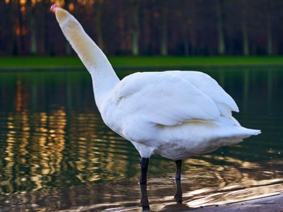 Photo from gallery Versailles (Swan, Trees, Park) 201912 taken on 2019:12:30 16:34:11 at Versailles by DrJLT