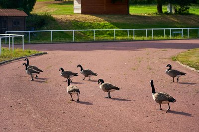 Canada Geese Aug 2021 #35