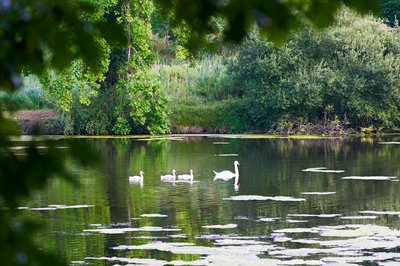 Mute Swan Family 2 [June-July 2021] #26