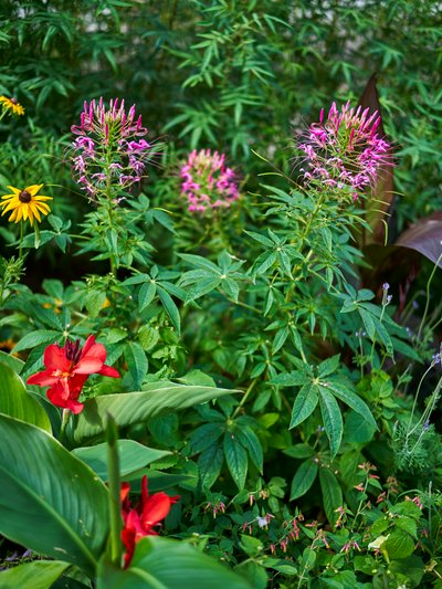 Jardin des plantes [Paris] Aug 2021 #7