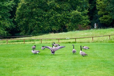 Photo from gallery Canada Geese Aug 2021 taken on 2021-08-05 17:00:24 at Yvelines by DrJLT