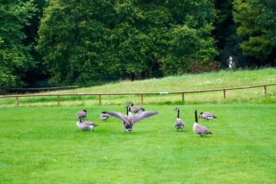 Canada Geese Aug 2021 #7