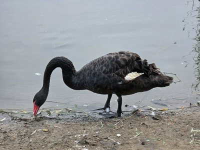 Kaifeng 2025 phone #4