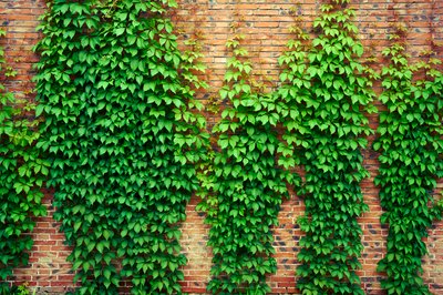 My Plants 2025 summer #3