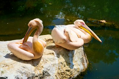Kunming Zoo 2025 #24