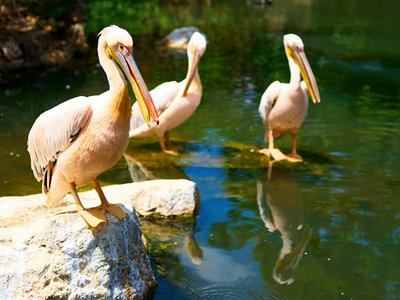 Kunming Zoo 2025 #54