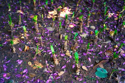 Parks in Zhongshan 202512 #8