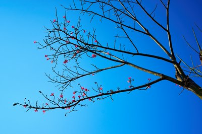 Zhongshan Parks 202601 #12