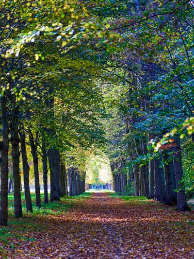 Park of Versailles, Autumn 2020 #25
