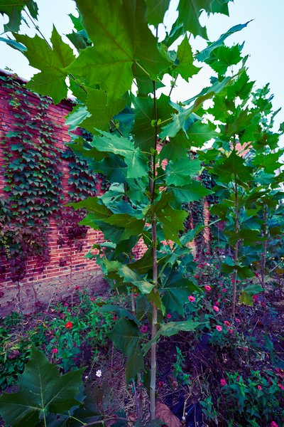 My Plants 2025 H2 #7