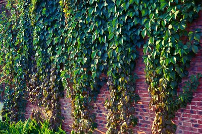 My Plants 2025 H2 #1