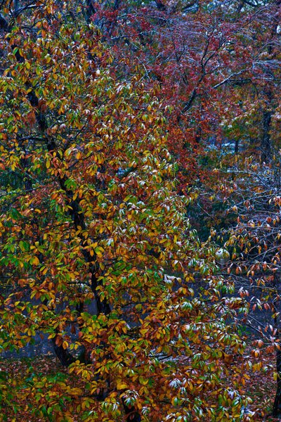 Photo from gallery Autumn (Trees, Leaves) 2019 taken on 2019:11:15 16:39:56 at Jouy-en-Josas by DrJLT