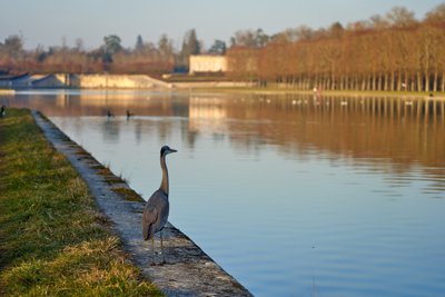 Seagulls, Swans, Flowers in Versailles (Park) Spring 201902 #17