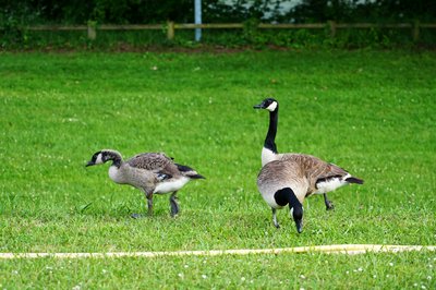 Canada Geese Family Part 2 [June 2021] #24