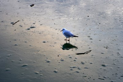 Versailles (Ice, Lake, Night, Birds), Winter 202001 #25