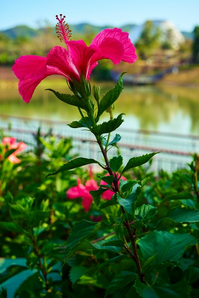 Zhongshan Parks 202602 #15