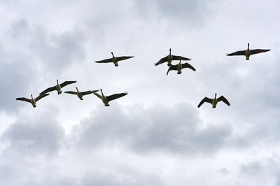Photo from gallery Canada Geese Aug 2021 taken on 2021-08-05 17:04:25 at Yvelines by DrJLT