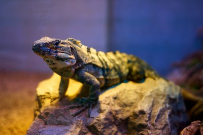 Kunming Zoo 2025 #15