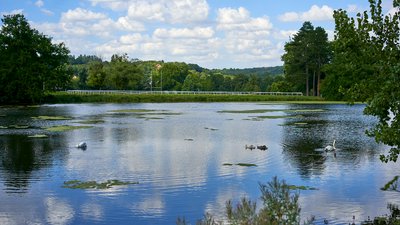 Mute Swan Family 2 [Aug 2021] #21