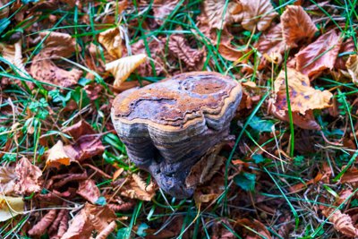 Park of Versailles, Autumn 2020 #3