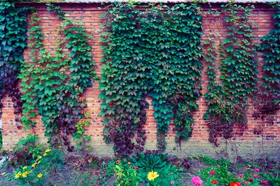 My Plants 2025 H2 #8